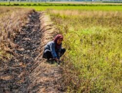 Masuk Musim Kemarau, Puncak pada Agustus