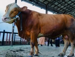 Sapi Peternak Lokal Bontang Dibeli Presiden Prabowo Senilai Rp70 Juta