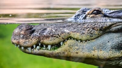 Warga Muara Badak Diterkam Buaya, Petugas Penyelamat Temukan Organ Dalam Manusia