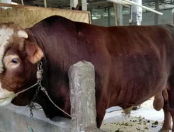 Pertama Dalam Sejarah, Bontang Dapat Sapi Kurban dari Presiden RI