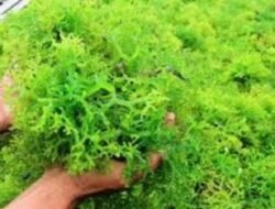 Kembangkan Budidaya Rumput Laut Jenis Gracilaria, Pemkab PPU Target Produksi 9.500 Ton di 2025
