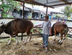 Penjualan Sapi Kurban Meningkat Jelang Idul Adha