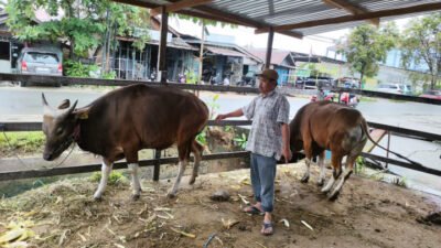 Penjualan Sapi Kurban Meningkat Jelang Idul Adha