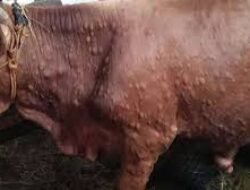 Penyakit LSD Masih Merebak, Sapi Jawa Dilarang Masuk Bontang