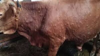 Penyakit LSD Masih Merebak, Sapi Jawa Dilarang Masuk Bontang