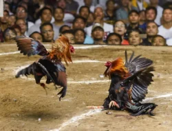 Lapak Judi Sabung Ayam di Dusun Putak Kukar Digrebek Polisi, Penjudi Kocar Kacir