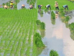 Tak Hanya Lumbung Energi, Kaltim Berambisi Mandiri Pangan Lewat Program Cetak Sawah