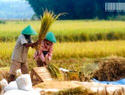 BPS Kaltim Catat Kenaikan Luas Panen dan Produksi Padi Sepanjang 2025