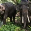 Gajah Deo dan Sinta Tiba di Tabang Zoo, BKSDA Kaltim Pastikan Kondisinya Prima