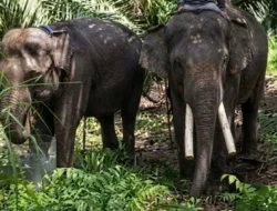 Gajah Deo dan Sinta Tiba di Tabang Zoo, BKSDA Kaltim Pastikan Kondisinya Prima