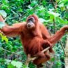 Kebakaran Hutan Kaltim Ancam Orangutan, Konflik dengan Manusia Makin Besar