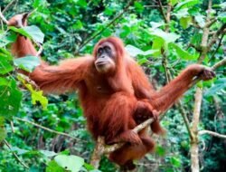 Kebakaran Hutan Kaltim Ancam Orangutan, Konflik dengan Manusia Makin Besar