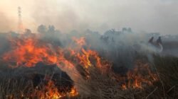 Polisi Tangkap Pria 51 Tahun Diduga Sengaja Bakar 11 Hektare Lahan di Muara Badak Kukar