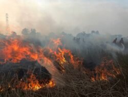 Polisi Tangkap Pria 51 Tahun Diduga Sengaja Bakar 11 Hektare Lahan di Muara Badak Kukar